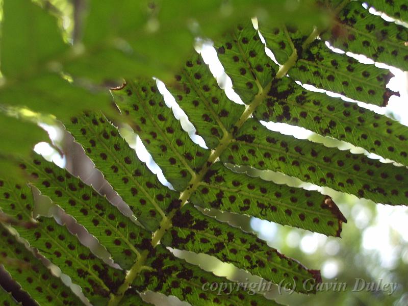 Fern fronds, Binna Burra IMGP1559.JPG